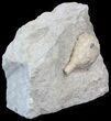 Cystoid (Holocystites) Fossil - Indiana #44604-2